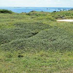 東平安名岬の隆起珊瑚礁海岸風衝植物群落01