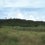 大嶽公園の植物群落