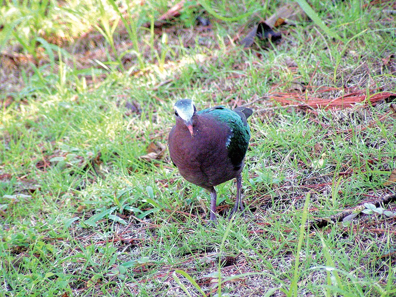 國家指定 天然紀念物 動物 翠翼鳩 宮古島市教育委員會公認應用程式宮古島市neo歷史文化街道 綾道 Ayantsu